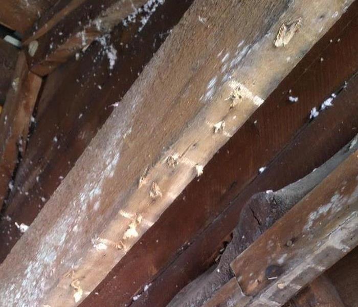 Mold due to broken pipes as a result from a storm